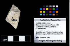 Foto (Objekt + Etikett) von Goniodromites bidentatus (Reuss, 1858)  (NHMW-GEO-1990-0041-3908)